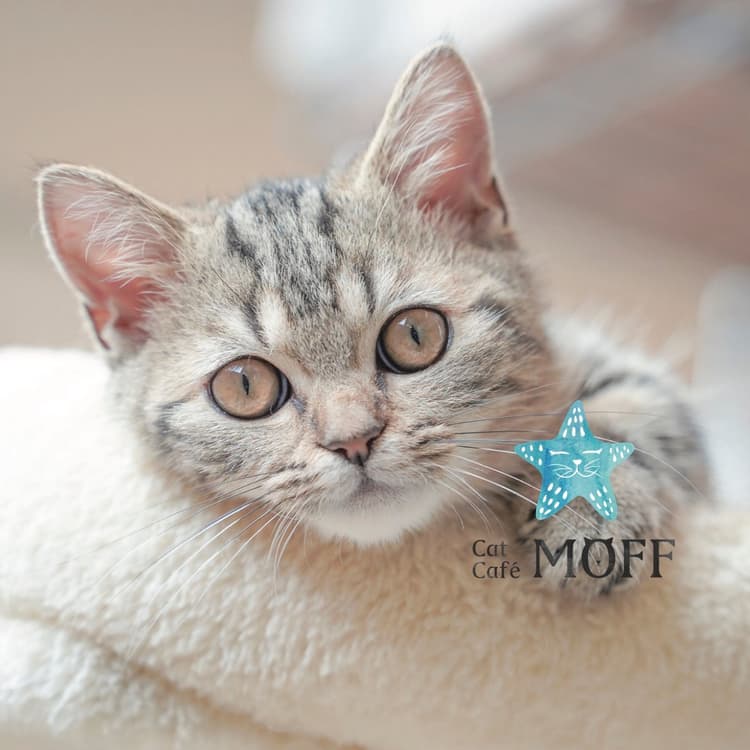 Cat Café MOFF