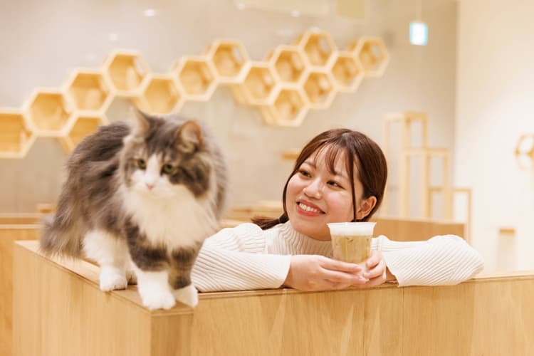 Cat Café MOFF